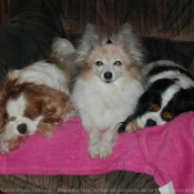 Photo de Cavalier king charles spaniel