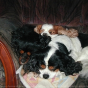 Photo de Cavalier king charles spaniel