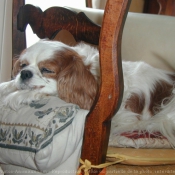 Photo de Cavalier king charles spaniel