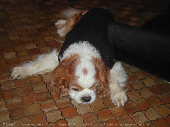 Photo de Cavalier king charles spaniel