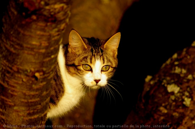 Photo de Chat domestique