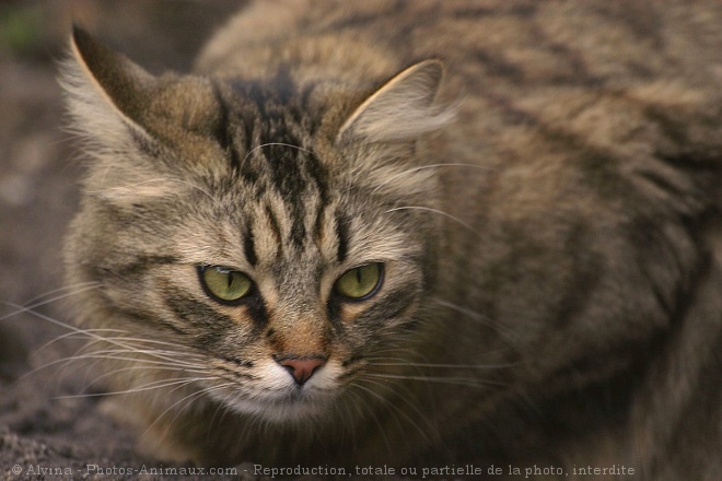 Photo de Chat domestique