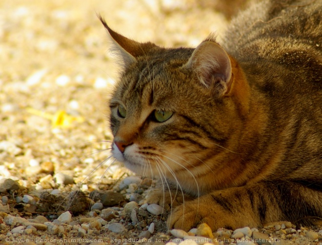 Photo de Chat domestique