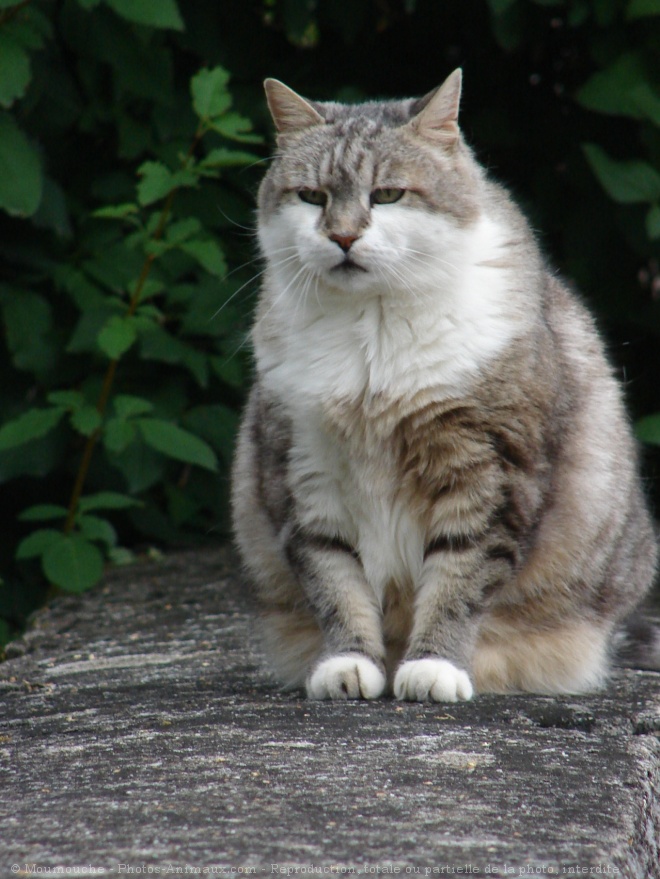 Photo de Chat domestique