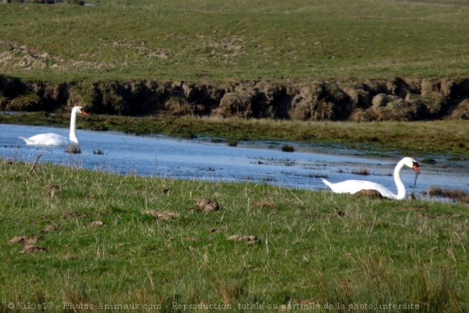 Photo de Cygne