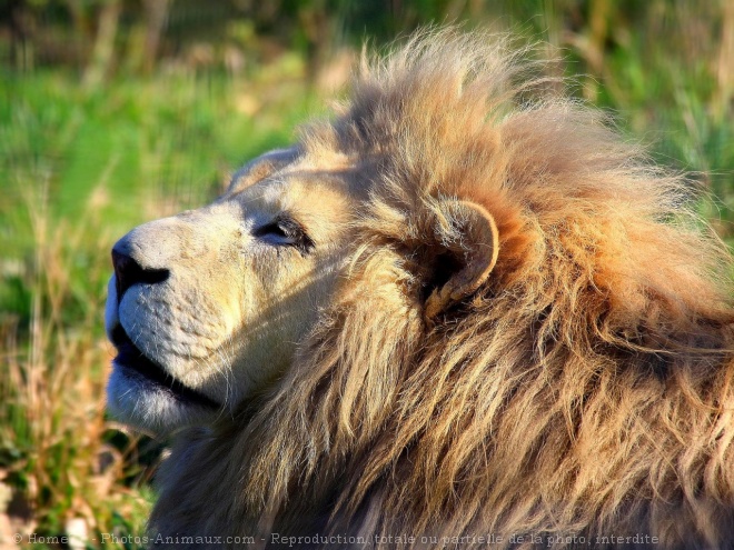 Photo de Lion