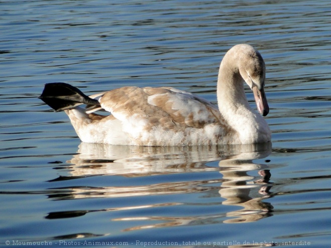 Photo de Cygne