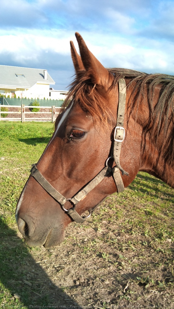 Photo de Trotteur franais