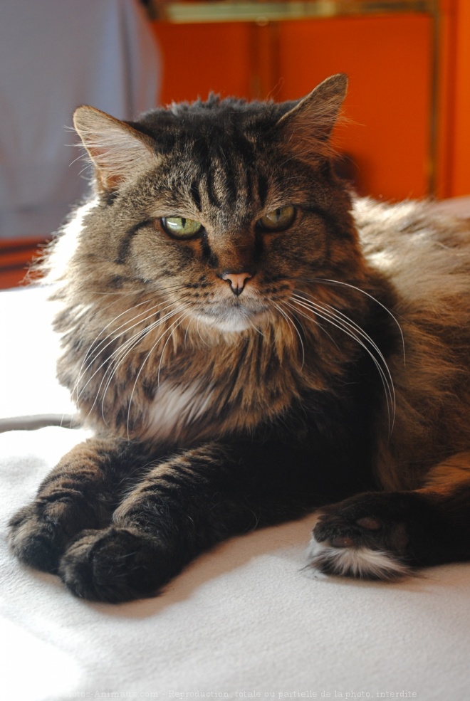 Photo de Maine coon