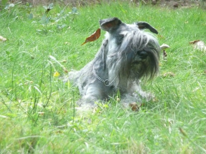 Photo de Schnauzer nain