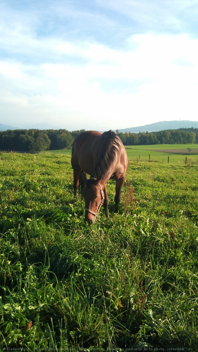 Photo de Trotteur franais