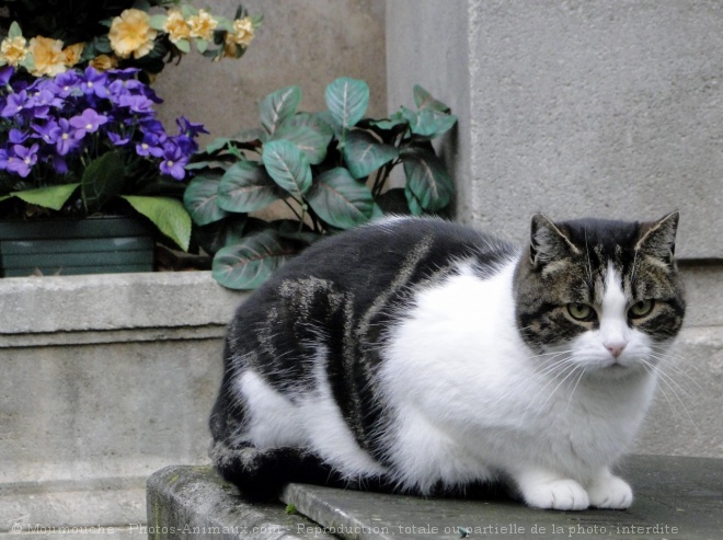 Photo de Chat domestique