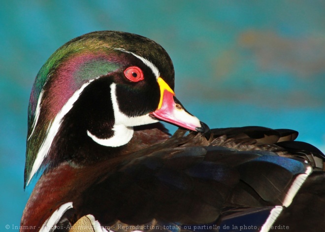 Photo de Canard carolin