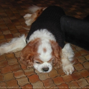 Photo de Cavalier king charles spaniel