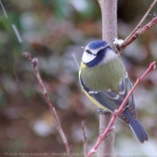 Photo de Msange bleue