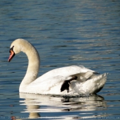 Photo de Cygne