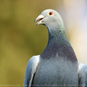 Photo de Pigeon