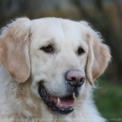 Photo de Golden retriever