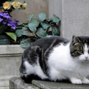 Photo de Chat domestique