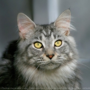 Photo de Maine coon