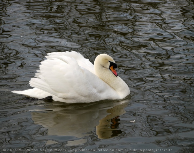 Photo de Cygne