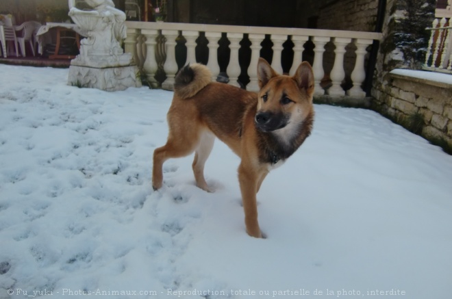 Photo de Shiba