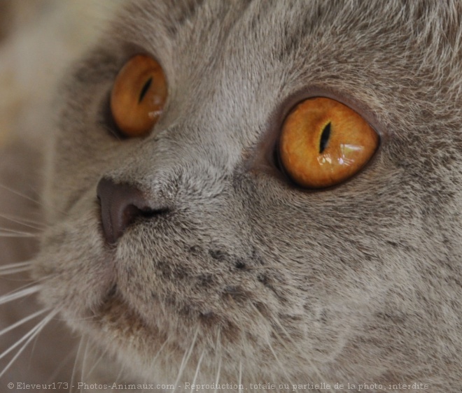 Photo de British shorthair