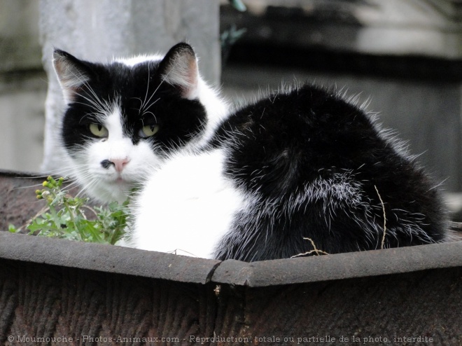 Photo de Chat domestique