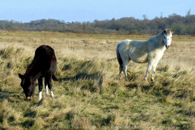 Photo de Races diffrentes