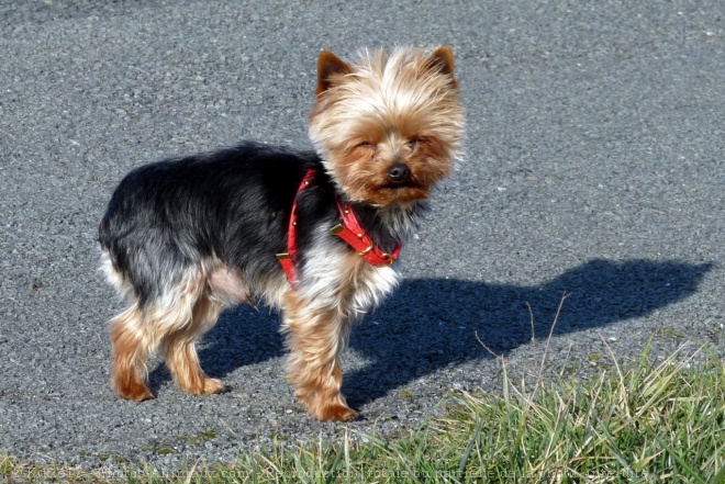 Photo de Yorkshire terrier