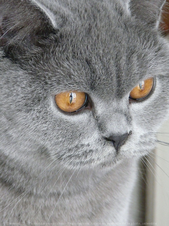 Photo de British shorthair