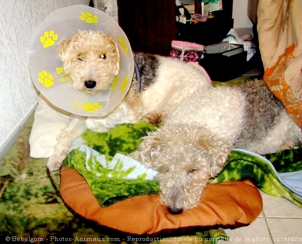 Photo de Fox terrier  poil dur