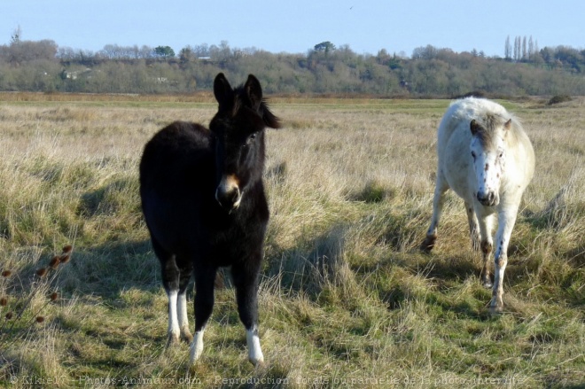 Photo de Races diffrentes