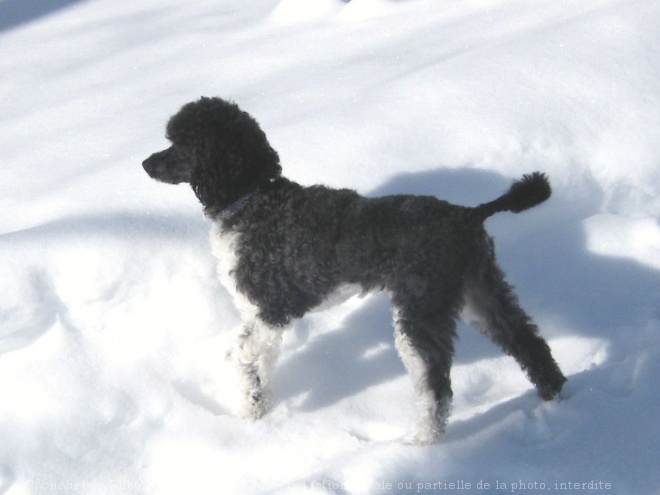 Photo de Caniche moyen