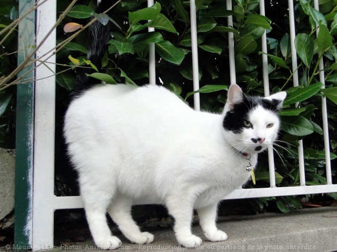 Photo de Chat domestique