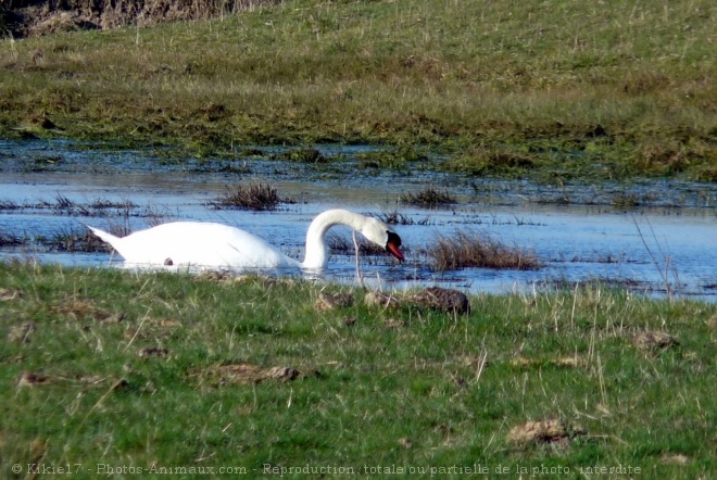 Photo de Cygne