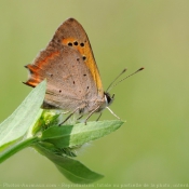 Photo de Papillon