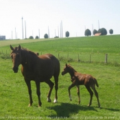 Photo de Trotteur franais