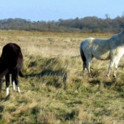 Photo de Races diffrentes