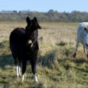 Photo de Races diffrentes