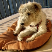 Photo de Fox terrier  poil dur