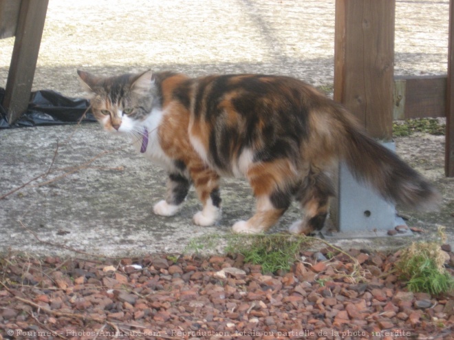 Photo de Chat domestique