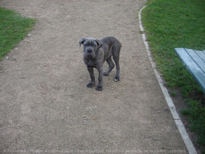 Photo de Chien de cour italien