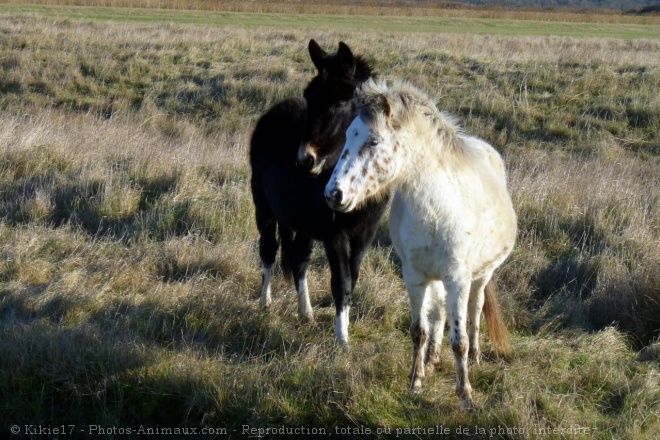 Photo de Races diffrentes