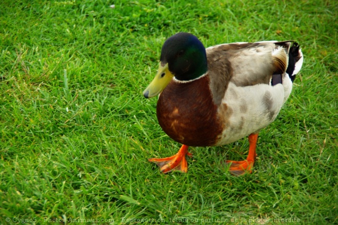 Photo de Canard colvert