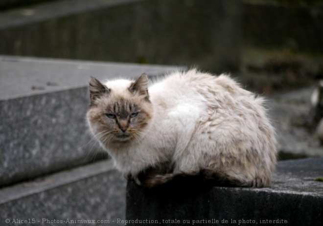 Photo de Chat domestique