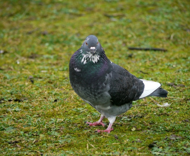 Photo de Pigeon