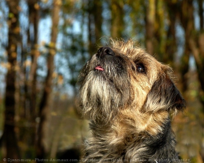 Photo de Border terrier