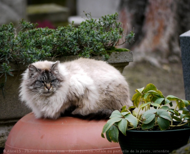 Photo de Chat domestique