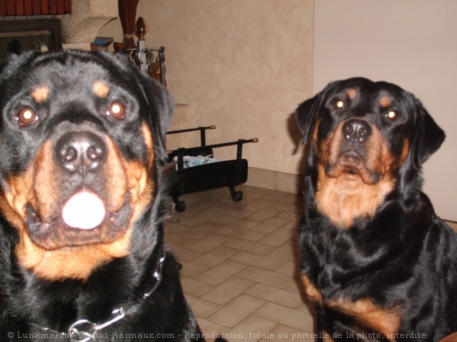 Photo de Rottweiler